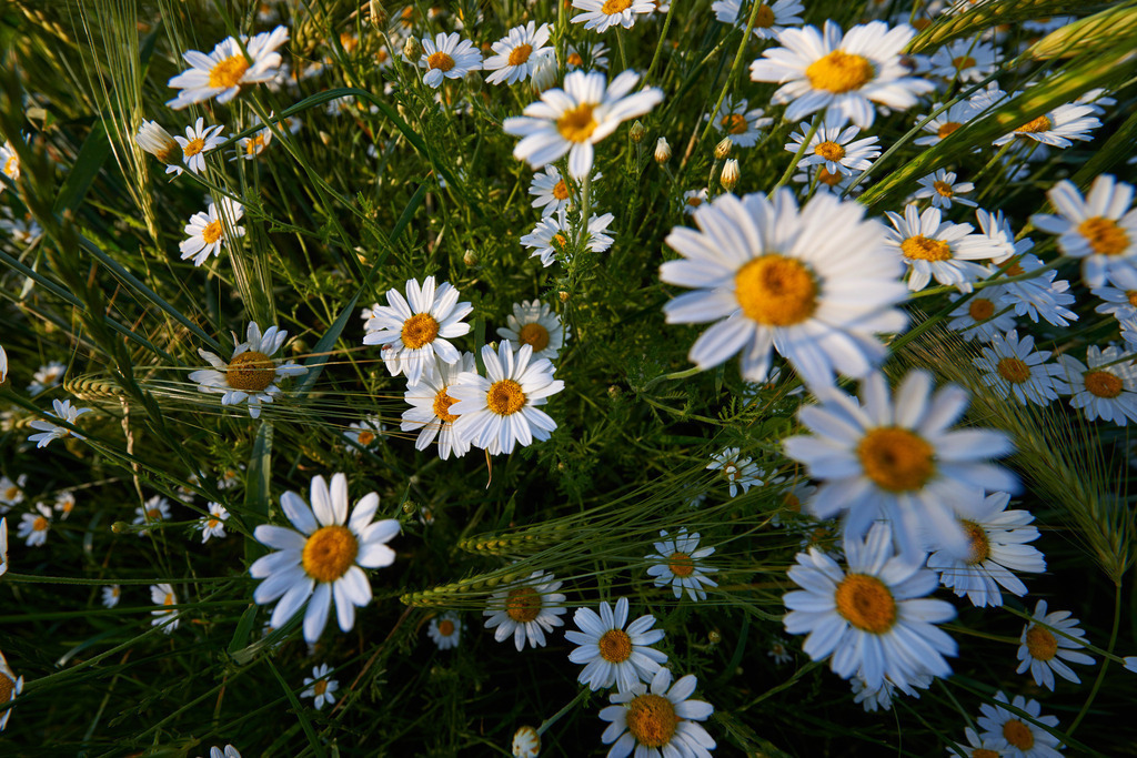 Margeriten im Feld | Pillichsdorf, Austria - June 06, 2015: Margeriten im Feld. - Realisiert mit Pictrs.com