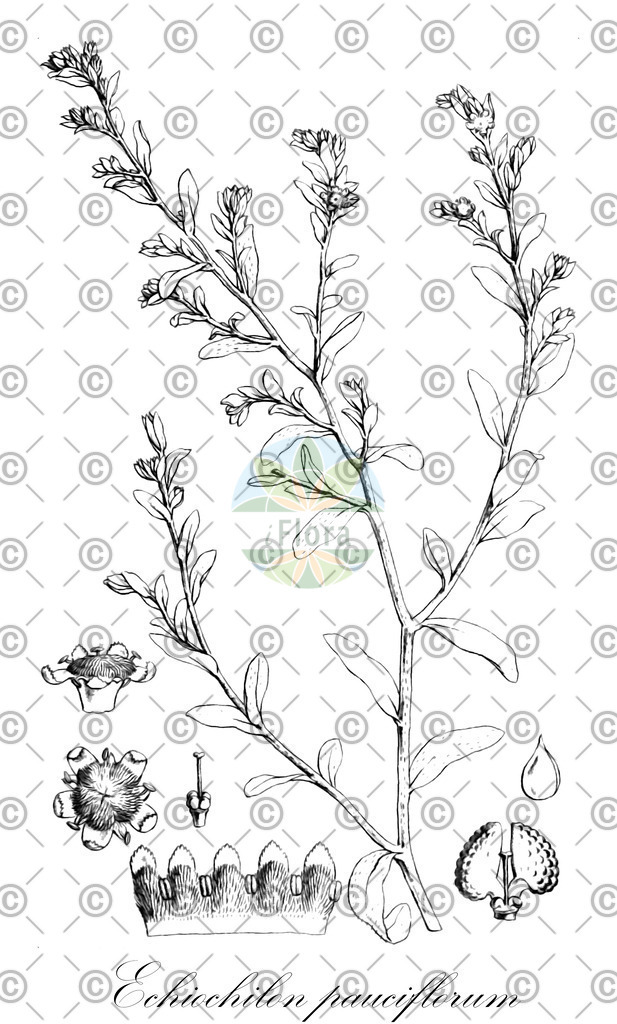 HistAbb_EMP_109796_SRC_Schlechtendal_FLORAD_SIMPLE | Historische Abbildung von Echiochilon pauciflorum - Boraginaceae | Historical Illustration of Echiochilon pauciflorum - Boraginaceae