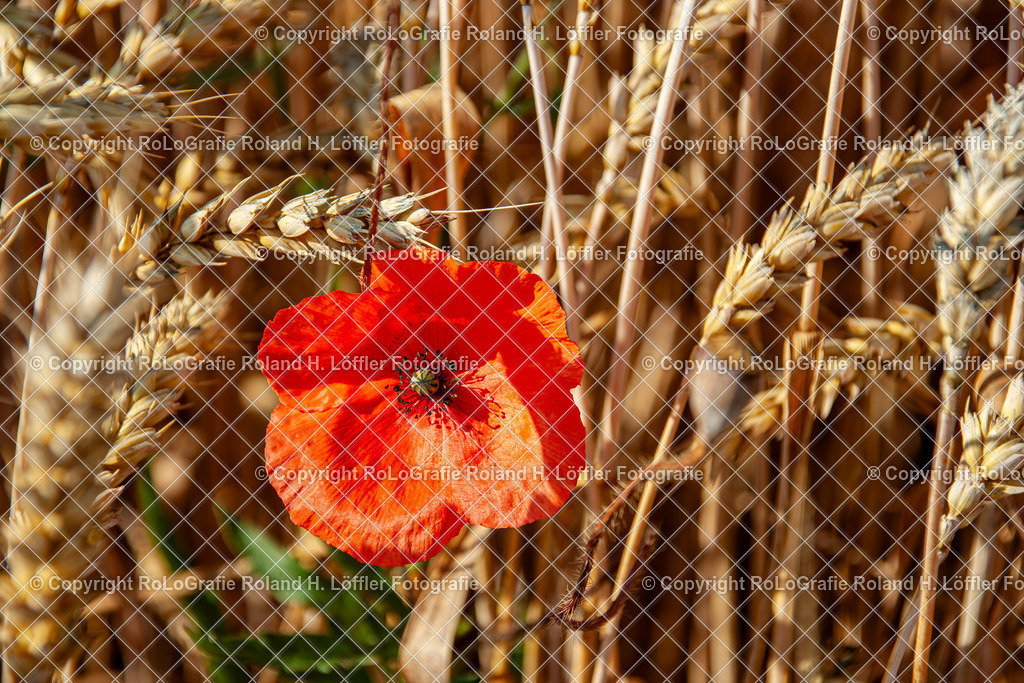 Klatschmohn_Papaver rhoeas L._Familie-Papaveraceae (3) | Klatschmohn Papaver rhoeas L. Aus der Familie der Papaveraceae  - Realisiert mit Pictrs.com