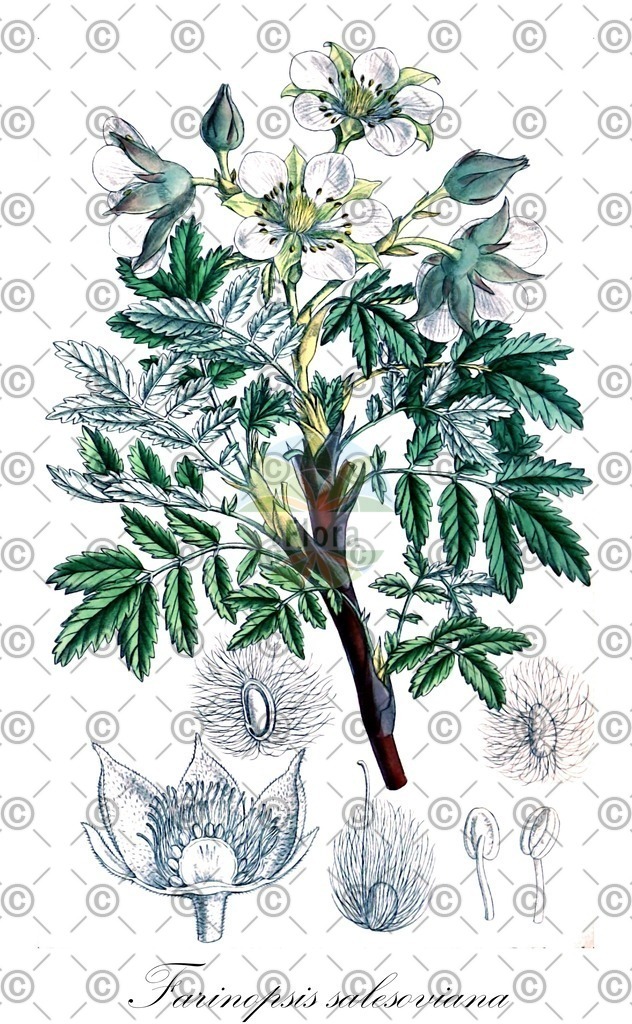 HistAbb_wfo-0000685845_1_ENZY_Simple | Historische Abbildung von Farinopsis salesoviana - Rosaceae | Historical Illustration of Farinopsis salesoviana - Rosaceae