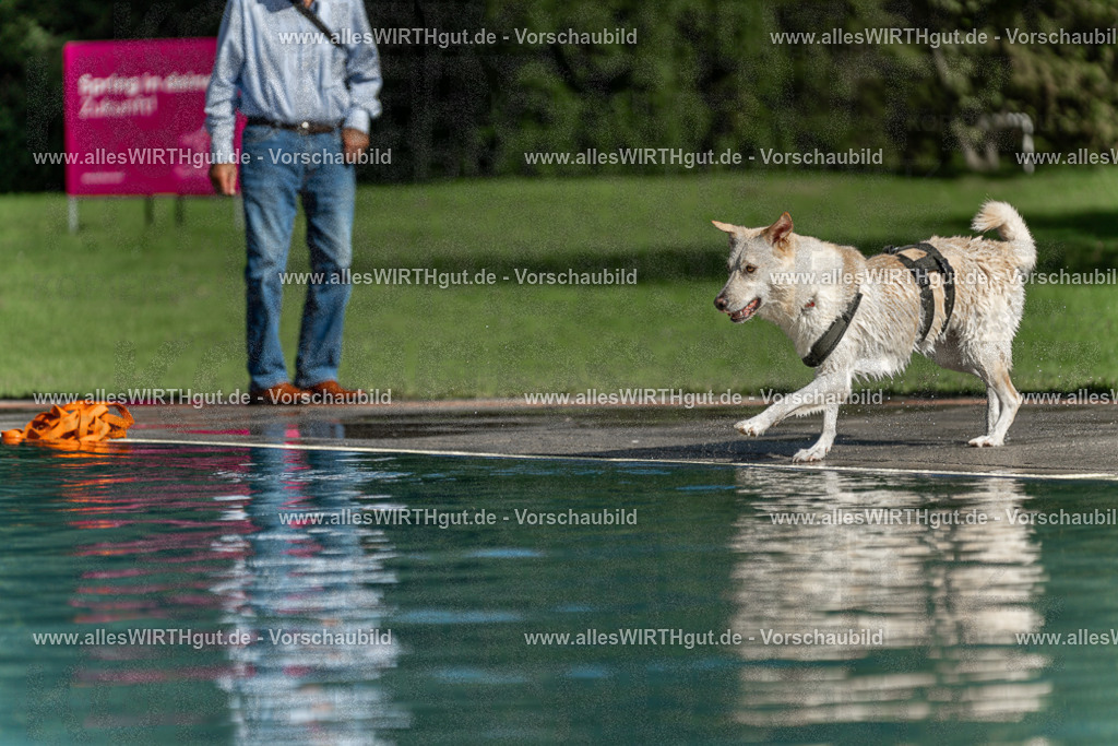 Hundeschwimmen_Volksbad_2026-allesWIRTHgut_Tierfotografie-2609061549-7R501921 | Professionelle Tierfotografie in Mönchengladbach von Daniel Wirth (allesWIRTHgut). Liebevolle & natürliche Bilder von Hunden & Katzen für unvergessliche Erinnerungen.