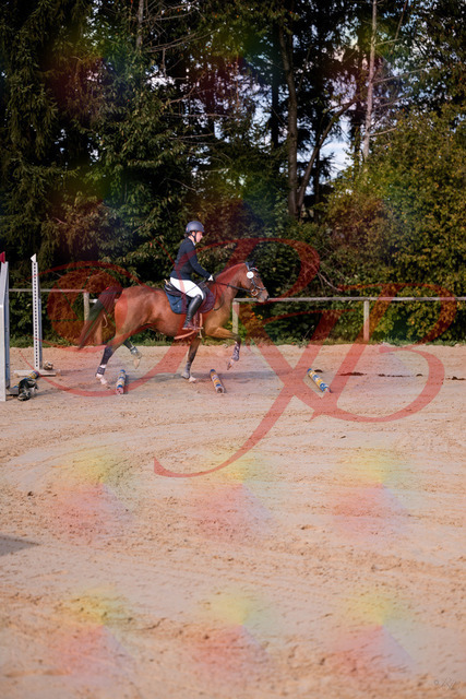 2026_10_03_Siefer-Hof_145627_Z81_37435820 | Professionelle Reitsport-, Turnier- und Eventfotografie von Robert Broda. Galerien mit ausgewählten und bearbeiteten Bildern direkt online ansehen und bestellen.