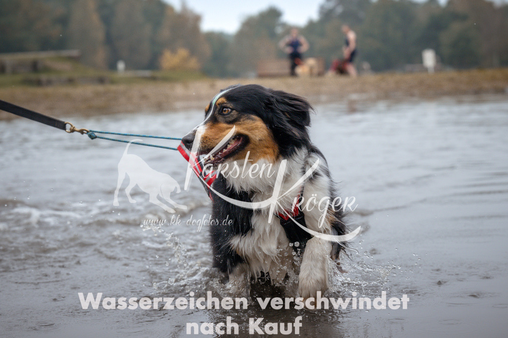 1027_ZZ99652 | kk-dogfotos