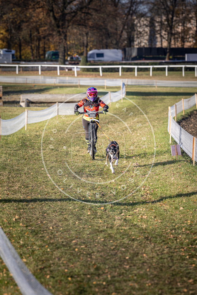 CaniXpix_DV3A2174 | Hundefotografie, Tierfotograf, Pfotenfotografie, Fotoshooting Hund, Hunde Portrait, Hundesport, Hundeportraits, Heideshooting, Hunde, Sportfotograf, Hundefotograf, Turnierhundsport, THS,  - Realisiert mit Pictrs.com