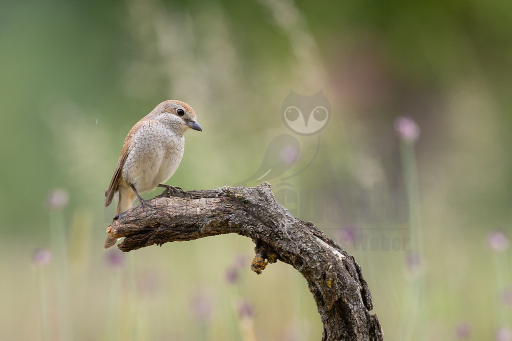 R6NF4542_20240530 | Obwohl der Neuntöter kaum größer ist als ein Spatz, gehören große Libellen, kleine Mäuse und Jungvögel zu seinen Beutetieren. Von einem Aussichtspunkt aus beobachtet er den Boden im nahen Umkreis. Wenn er eine Maus entdeckt hat, stürzt er sich auf sie und tötet sie mit seinem spitzen Schnabel, ähnlich wie ein großer Raubvogel. Insekten fängt der Neuntöter im Flug.  - Realisiert mit Pictrs.com