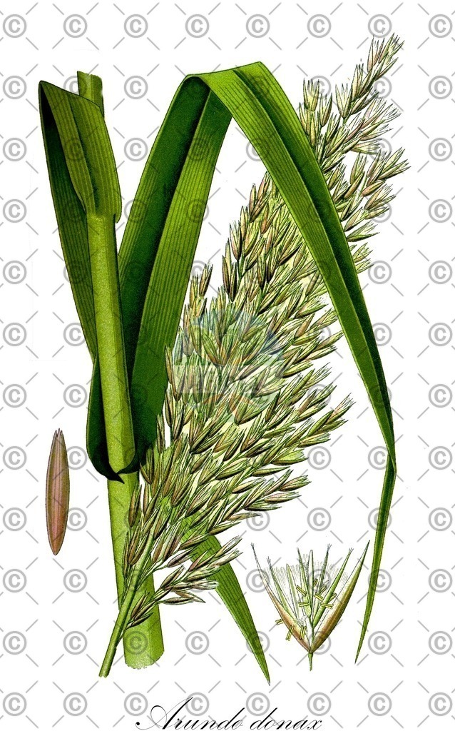 HistAbb_wfo-0000550703_1_ENZY_Simple | Historische Abbildung von Arundo donax - Poaceae (Pfahlrohr) | Historical Illustration of Arundo donax - Poaceae