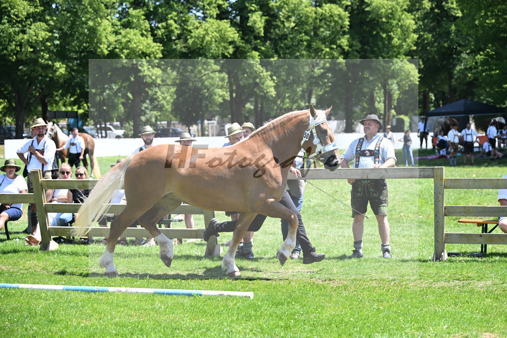 Kat-Nr. 50 Namia v. Vilstal_Bacher_18250880 | hf-fotografie - Realizzato con Pictrs.com