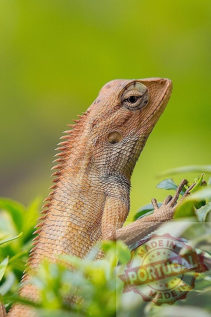 Oriental garden lizard resting on green foliage in tropical habitat | Oriental garden lizard (Calotes versicolor) observing surroundings in nature - Realized with Pictrs.com