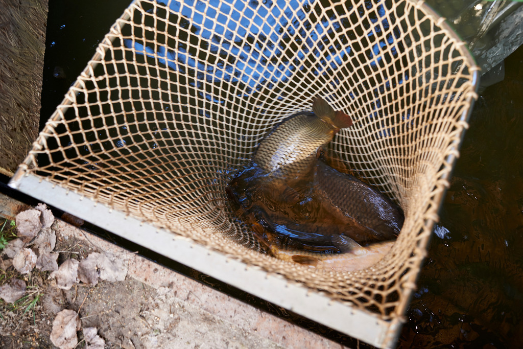 Yupitaze Fischtextil | Litschau, Austria - April 02, 2016: Yupitaze Fischtextil; mehrere Karpfen in einem Kescher. - Realisiert mit Pictrs.com