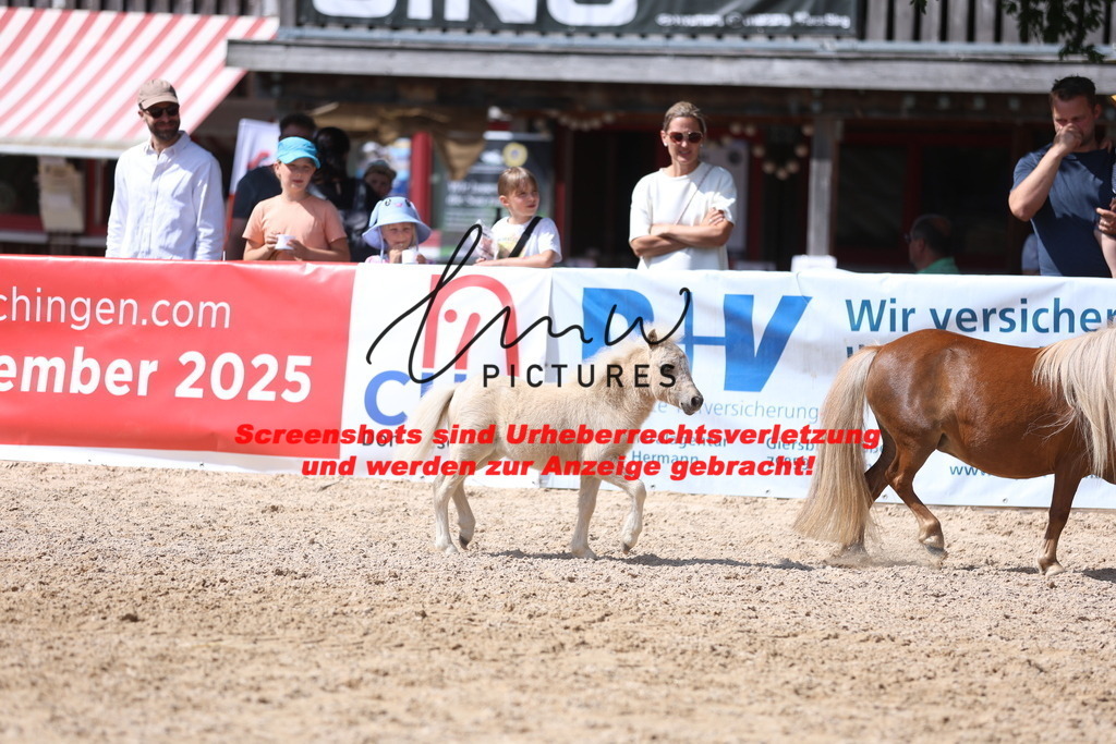 Fohlenschau_Schwäbisch_Hall_Ponys_KN 51_3 | lmwpictures - Realisiert mit Pictrs.com