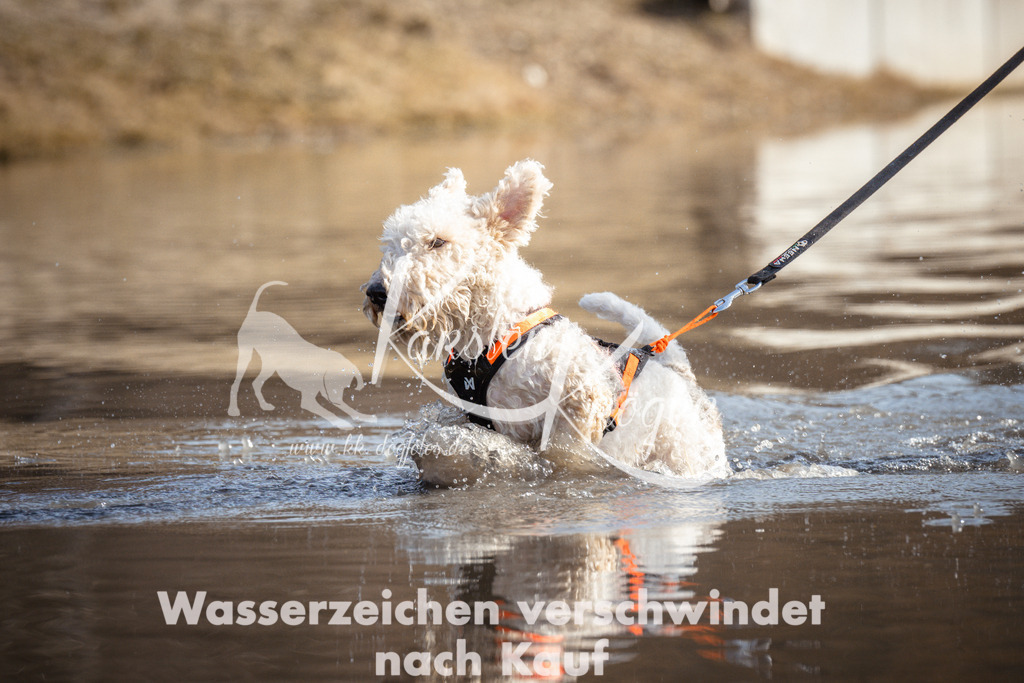 1159_ZZ97888 | kk-dogfotos