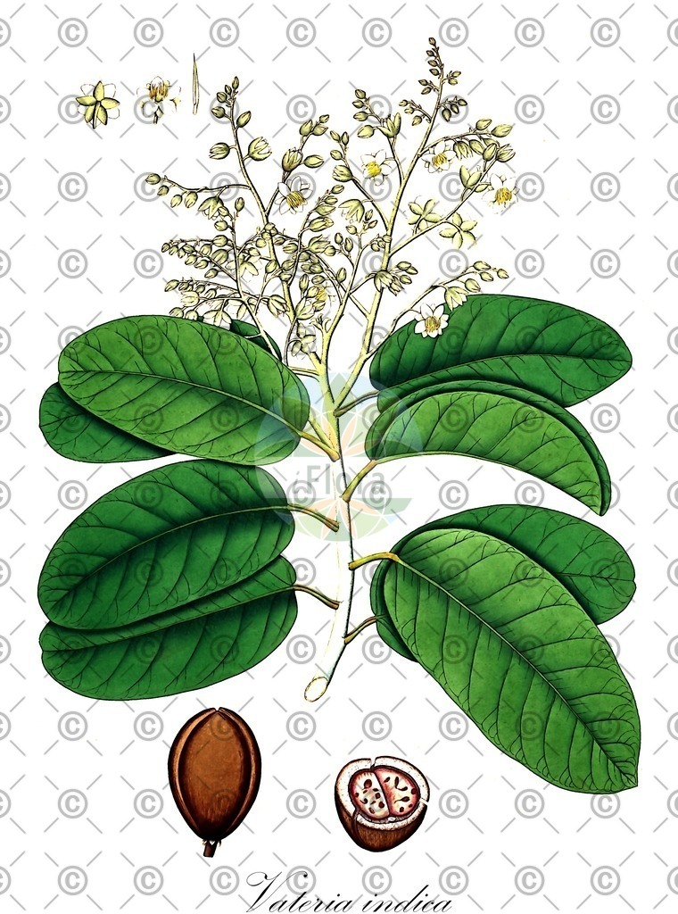HistAbb_7Q67H_1_ENZY_Simple | Historische Abbildung von Vateria indica - Dipterocarpaceae | Historical Illustration of Vateria indica - Dipterocarpaceae