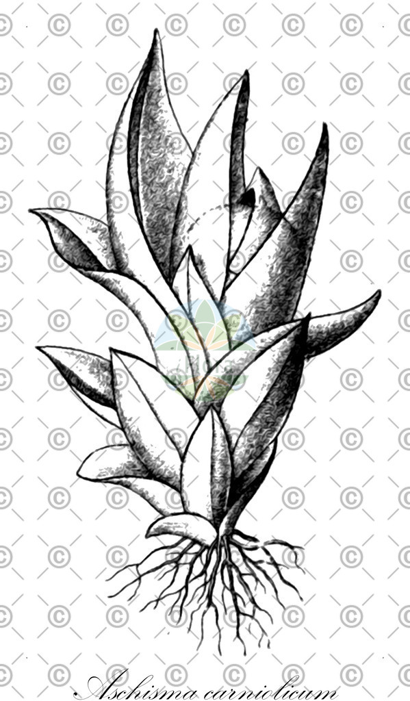 HistAbb_632_12_FLORAD_SIMPLE | Historische Abbildung von Aschisma carniolicum - Pottiaceae | Historical Illustration of Aschisma carniolicum - Pottiaceae