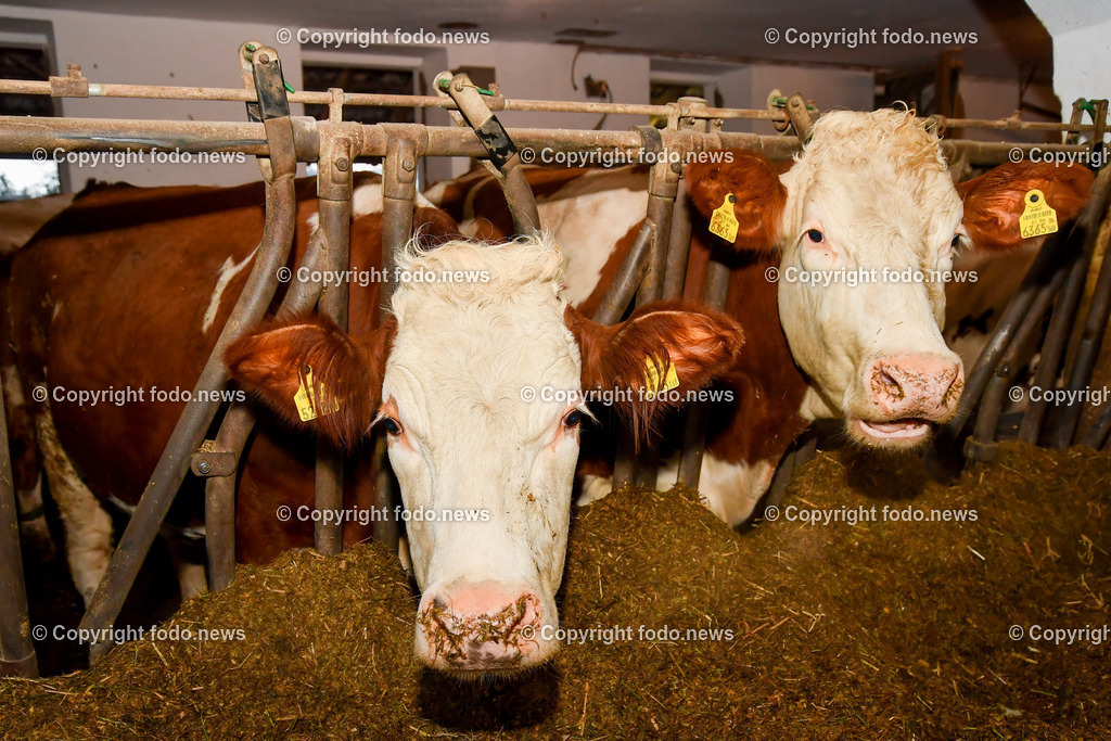 Bauernhof_ Stall_ Kühe_ 07.02.2023-9 | 07.02.2023, Gallneukirchen, AUT, Bauernhof, im Bild Bauernhof, Stall, Kuehe, Kuh, Milch, Fleisch
