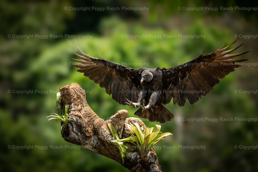Königsgeier (18) | PeggyRaschPhotography - Realisiert mit Pictrs.com