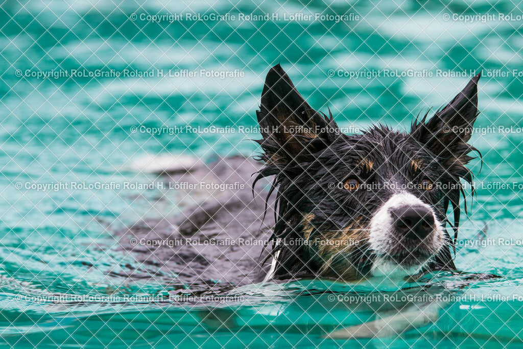 Hundebaden-02 | Bordercollie schwimmt im Freibad - Realisiert mit Pictrs.com
