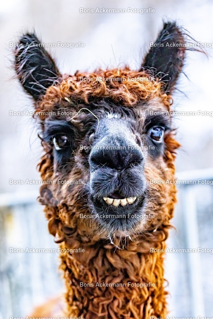 148A7007 | FineArtPrint, Hahnemühle, FeeGalerie, Fee Galerie, Fotokunst, Fotografie, Canonphotography, Bergfoto, Matterhorn, Rimpfischhorn, Allalinhorn, Saas-Fee, Wallis, Valais, Switzerland, Bergfotografie