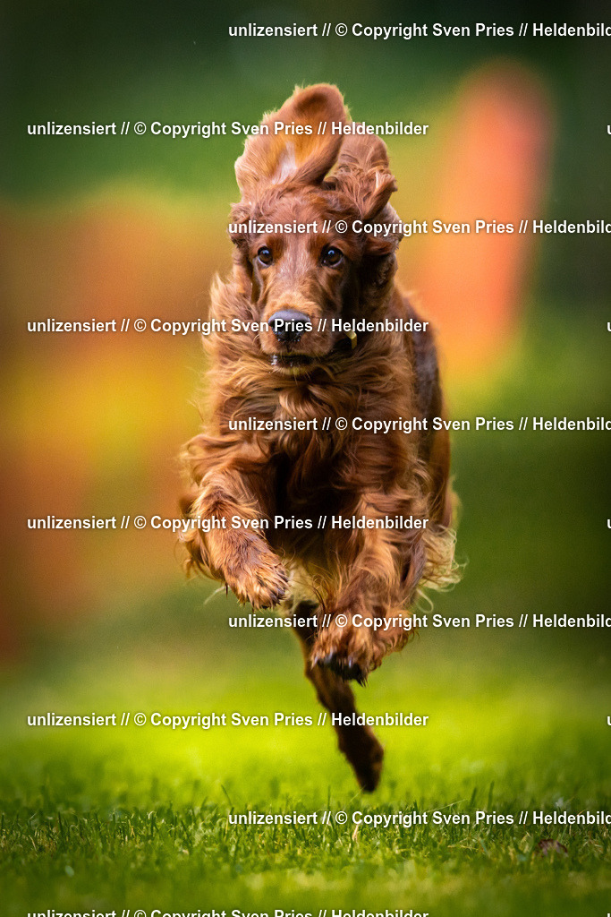 Sven Pries | 2025-09-21 - Hunderennen Baden-Oos - Realisiert mit Pictrs.com