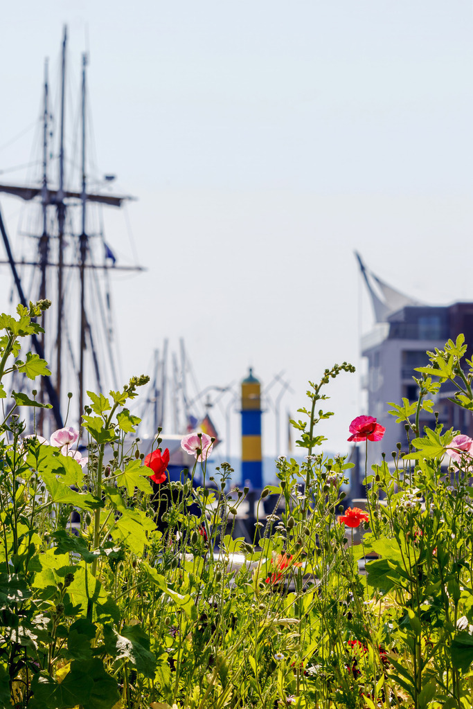 XXL Wandbild: Blumen am Ostseehafen | Dieses XXL Wandbild im Querformat zeigt Blumen am Ostseehafen. In der Unschärfe sind die Masten eines Traditionsseglers sowie ein kleiner Leuchtturm zu sehen.  - Realisiert mit Pictrs.com