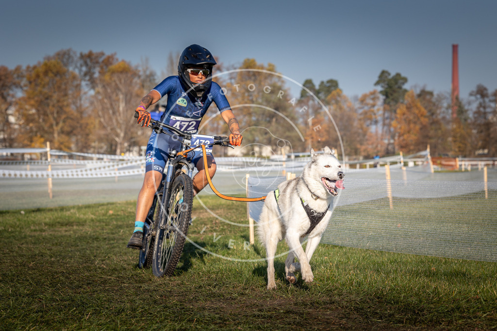 CaniXpix_0L8A4614 | Hundefotografie, Tierfotograf, Pfotenfotografie, Fotoshooting Hund, Hunde Portrait, Hundesport, Hundeportraits, Heideshooting, Hunde, Sportfotograf, Hundefotograf, Turnierhundsport, THS,  - Realisiert mit Pictrs.com