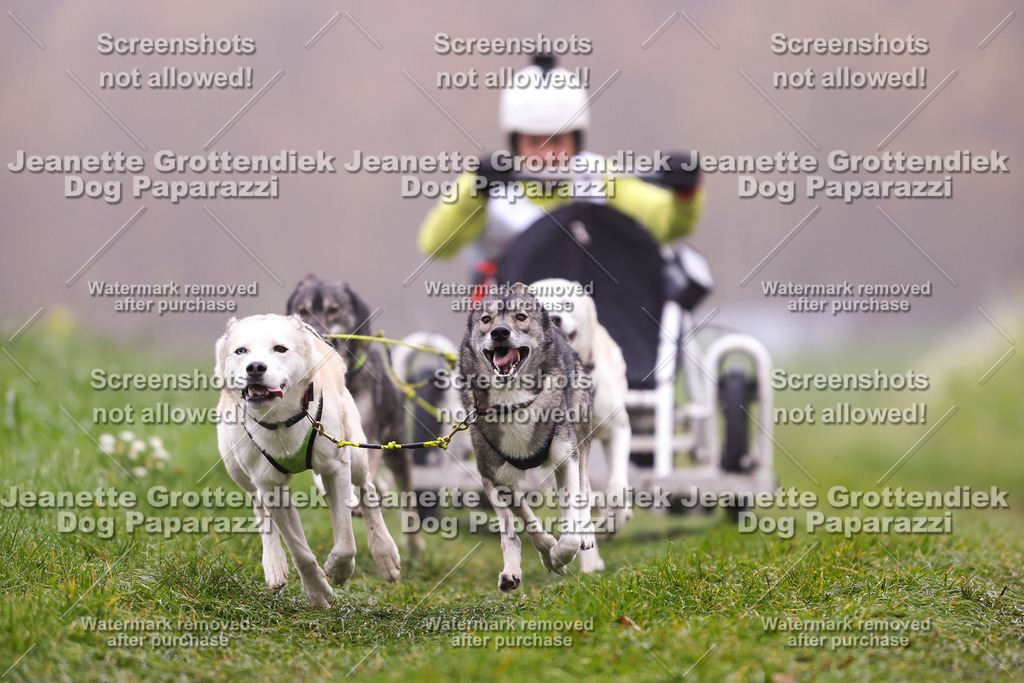 Dog Paparazzi - Visbeck 25 -22 | Dog Paparazzi Jeanette Grottendiek Fotografie & Videografie - Realisiert mit Pictrs.com