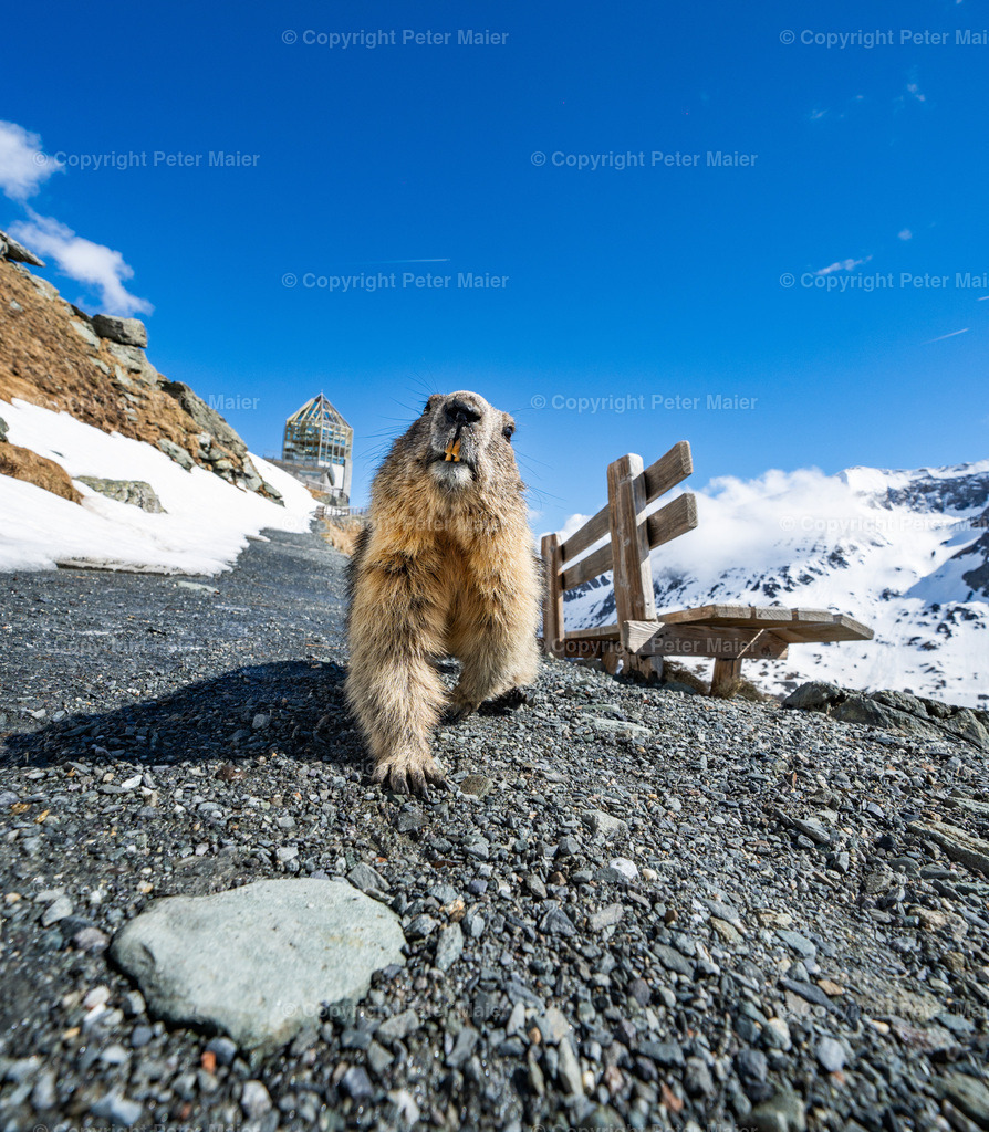 Grossglockner_Hochalpenstrasse_24_2-494 | piet_flosse