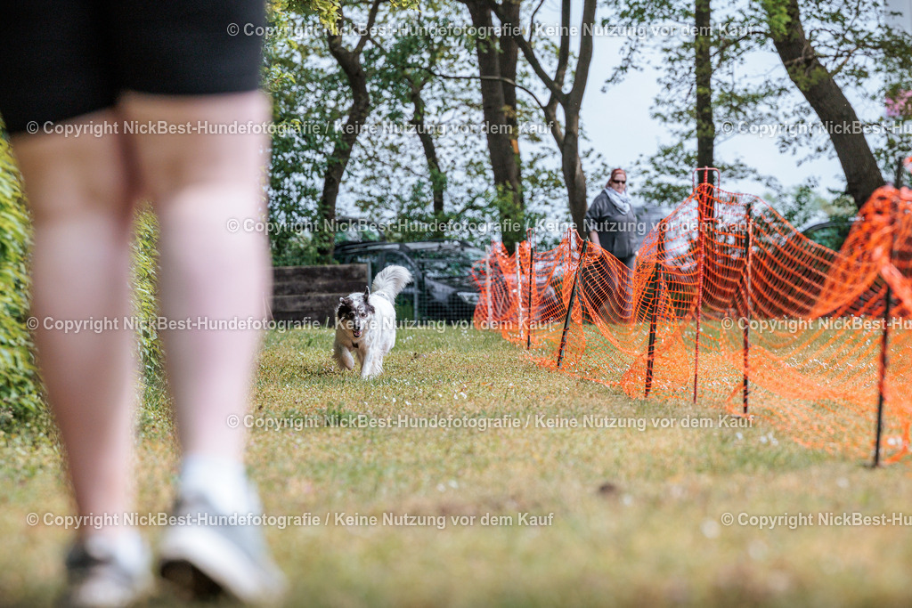 Sage Hunderennen Frühlingsfest-2026-Nickbest-Hundefotografie-0227 | Dein Hund! Dein Moment! Deine Erinnerungen! Hundefotografie in Bremen Blumenthal. Ich fange die besonderen Momente deines Vierbeiners ein – ob Indoor mit Blitzanlage oder in der freien Natur. Sicher dir dein Moment und dein Termin für eure Erinnerungen.