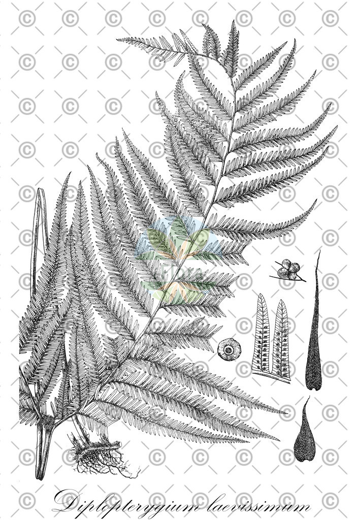 HistAbb_wfo-0000944083_1_ENZY_Simple | Historische Abbildung von Diplopterygium laevissimum - Gleicheniaceae | Historical Illustration of Diplopterygium laevissimum - Gleicheniaceae