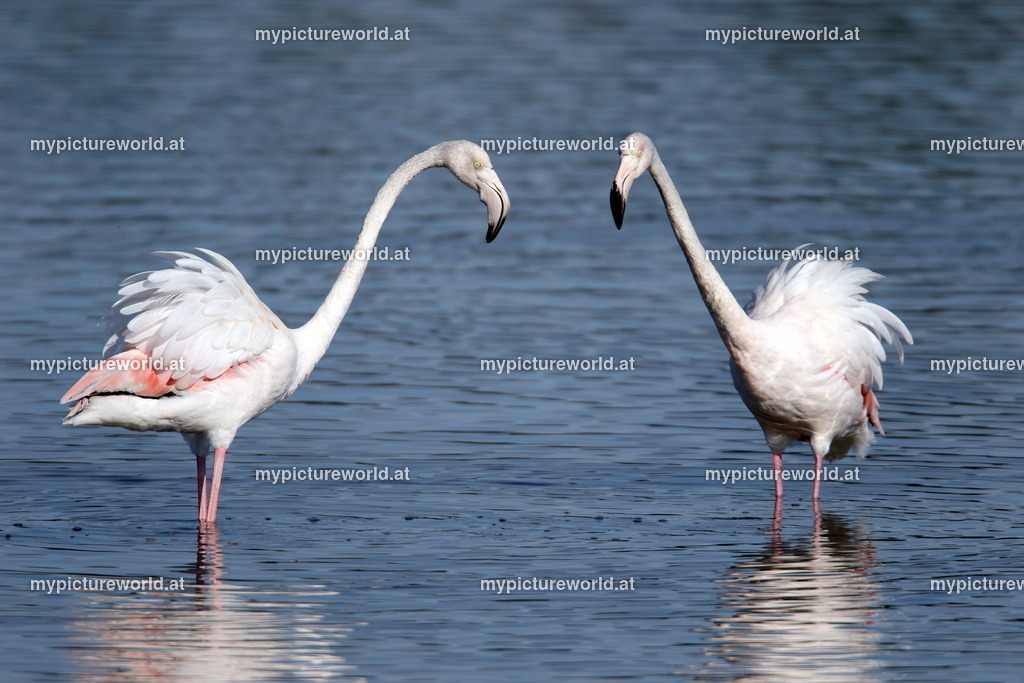 Rosaflamingo-066 | Das Bilderarchiv über Tiere, Planzen und Landschaften. In der Bilddatenbank finden Sie ein große Auswahl an hochwertigen Bilder für Ihre Werbung - Realized with Pictrs.com