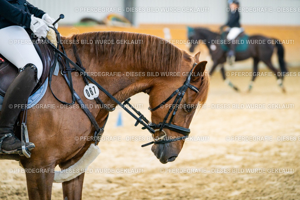 DSC00489 | Pferdegrafie