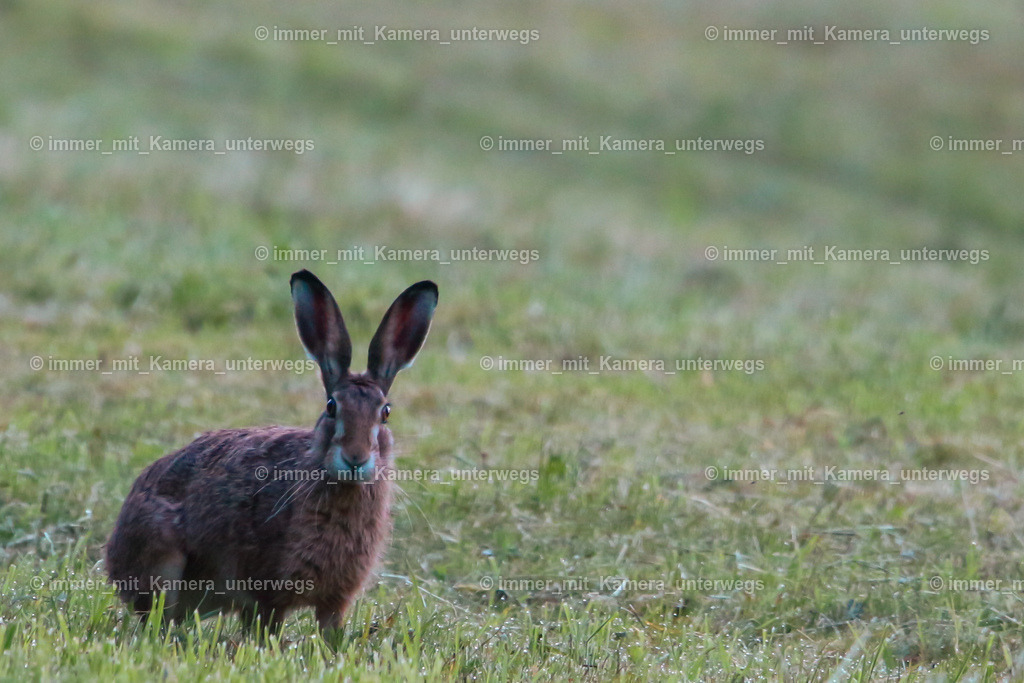 IMG_9420 | immer_mit_kamera_unterwegs