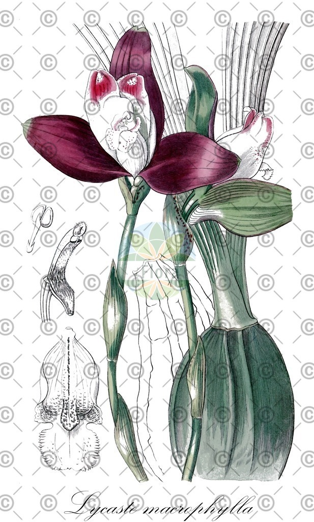 HistAbb_62Y54_2_ENZY_Simple | Historische Abbildung von Lycaste macrophylla - Orchidaceae | Historical Illustration of Lycaste macrophylla - Orchidaceae
