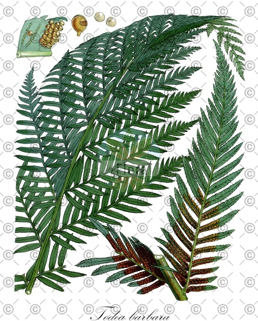 HistAbb_wfo-0000459078_1_ENZY_Simple | Historische Abbildung von Todea barbara - Osmundaceae | Historical Illustration of Todea barbara - Osmundaceae