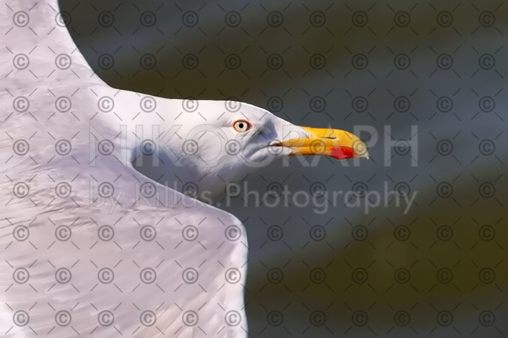 Möwe | Eine Möwe fliegt über der Nordsee.