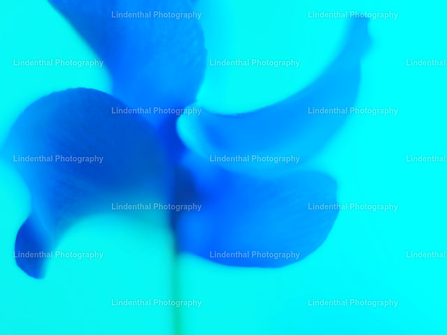 Blue Flower | Lindenthal.ART - Fotografie und Kunstdrucke auf verschiedenen Medien für dein Zuhause, Büro oder Praxis. Natur und Landschaftsbilder oder Digital ART mit harmonischen Farben und Motiven. - Realisiert mit Pictrs.com