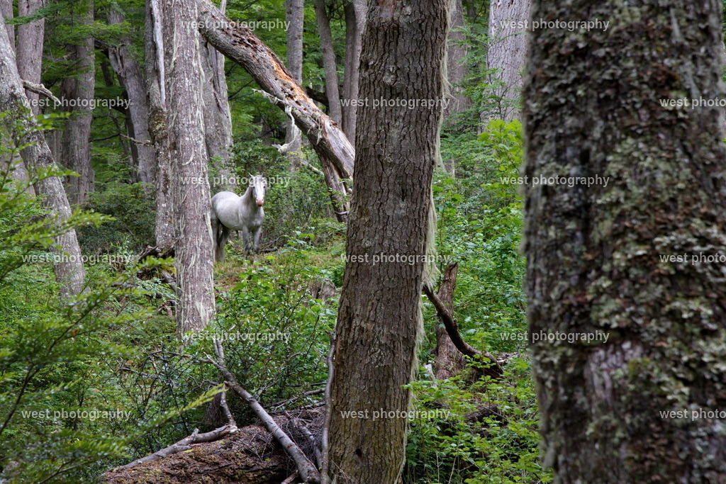 White Horse in the Forest 1 - ARG 2014 | west photography - Realisiert mit Pictrs.com