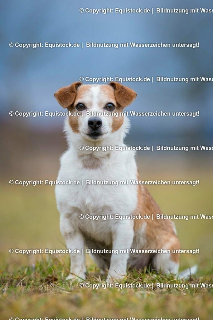 20160128_Hund_0005 | equistock