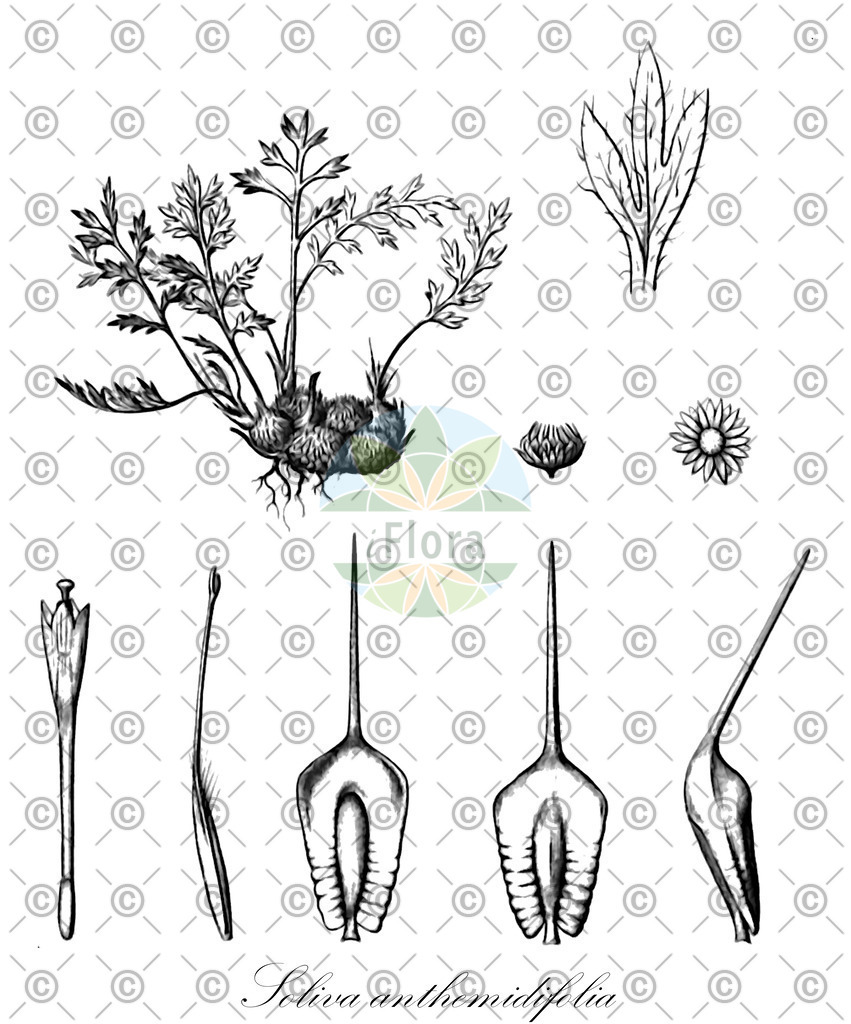 HistAbb_wfo-1000017878_1_ENZY_Simple | Historische Abbildung von Soliva anthemidifolia - Asteraceae | Historical Illustration of Soliva anthemidifolia - Asteraceae