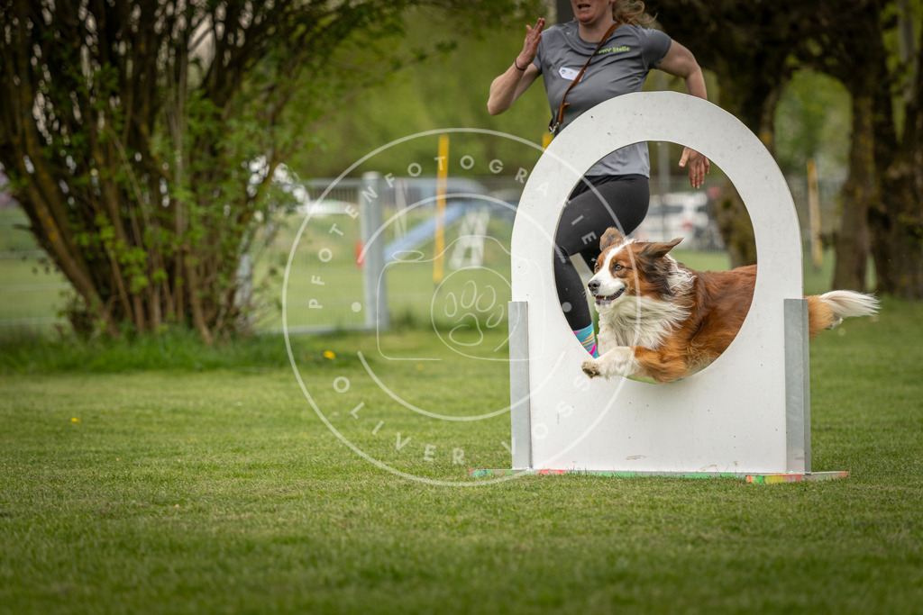 Pfotenfotografie_DV3A1053 | Hundefotografie, Tierfotograf, Pfotenfotografie, Fotoshooting Hund, Hunde Portrait, Hundesport, Hundeportraits, Heideshooting, Hunde, Sportfotograf, Hundefotograf, Turnierhundsport, THS,  - Realisiert mit Pictrs.com
