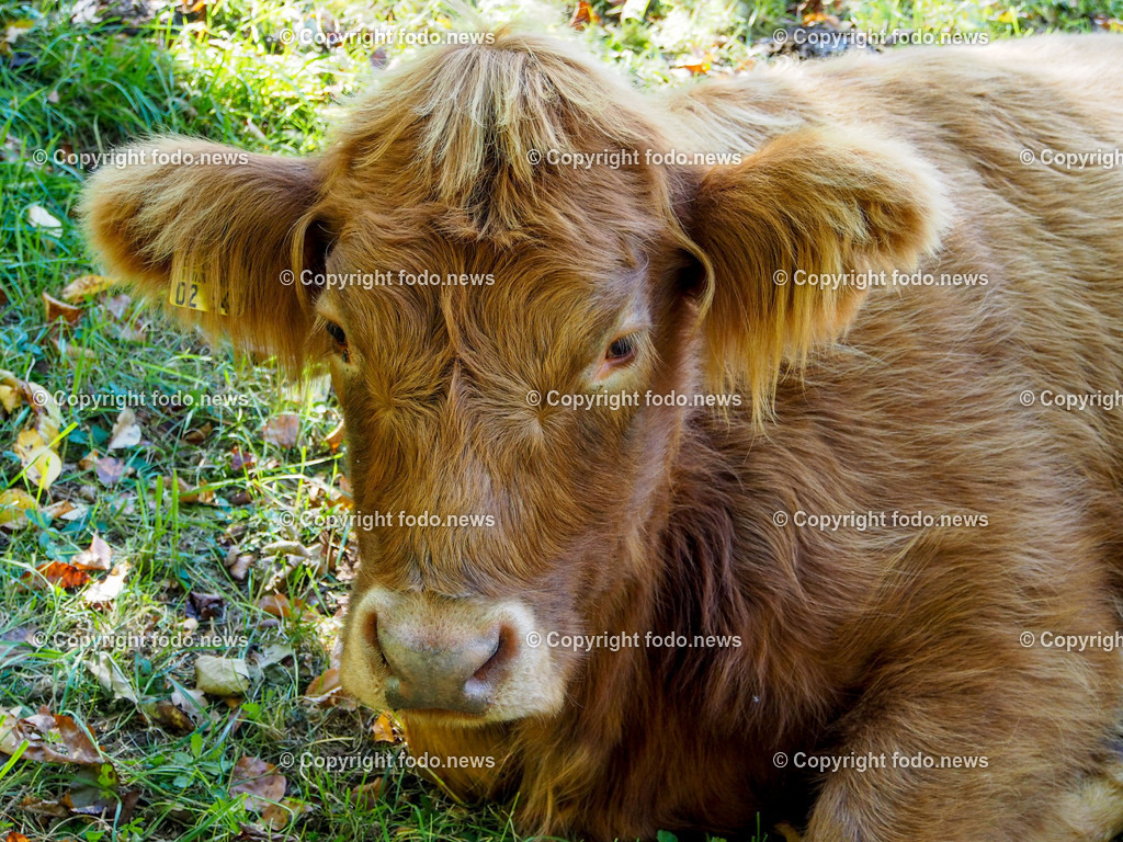 Linz_ Bauernhof_ 11.04.2025-5 | 11.04.2025, LINZ, AUT, Landwirtschaft, Bauernhof, im Bild Rind, Rinder, Kuh, Kuehe, Hochlandrind, Tiere, Nutztiere, Freilandhaltung, Paarhufer