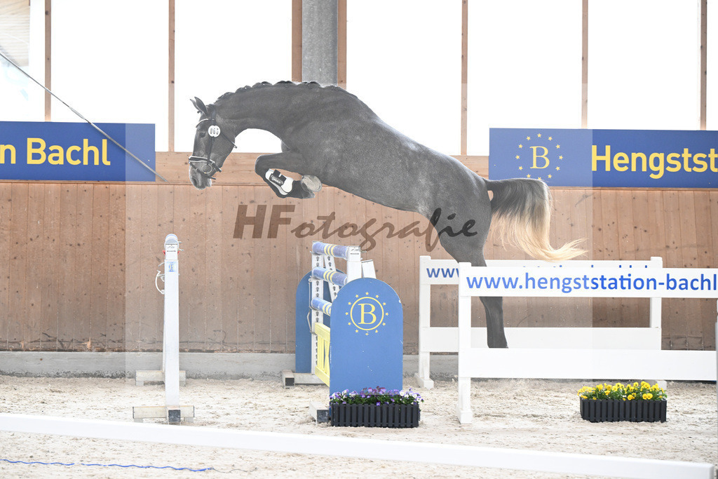 Kat-Nr. 5 Geyers Larimar v. Cizero Z_Geyer_5250289 | hf-fotografie - Realisiert mit Pictrs.com