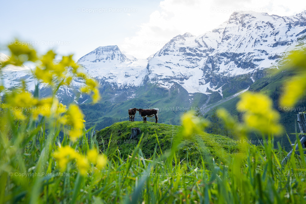 Glocknerstrasse_Mai_2020-69 | piet_flosse