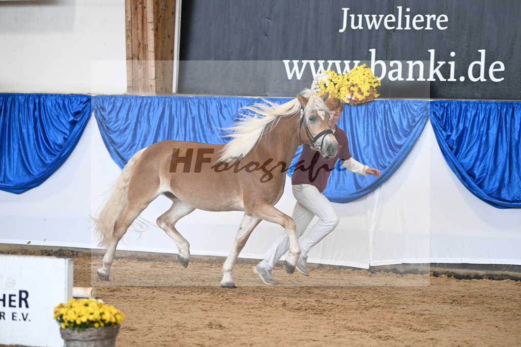 Bl. Band Kat-Nr. 2 Sura v. Neustart_Haflingerhof Noack_48251282 | hf-fotografie - Realisiert mit Pictrs.com