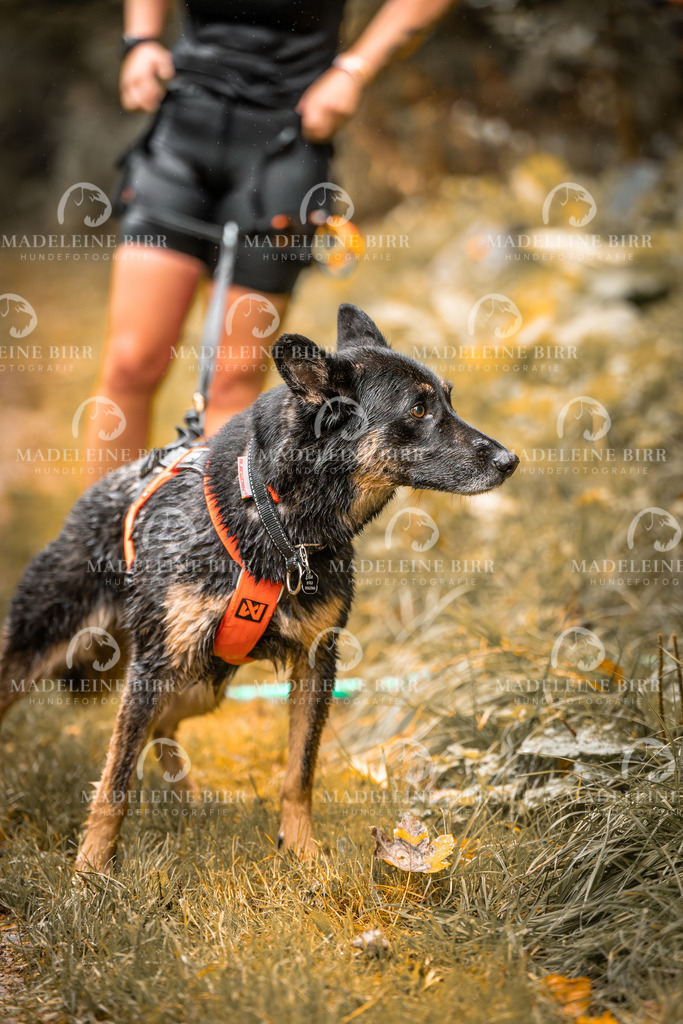 madeleinebirr-fotografie2025.campcanis.sa.8-9Uhr-33 | hundefotografie-birr