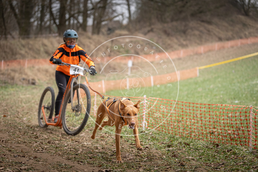Pfotenfotografie_DV3A6566 | Hundefotografie, Tierfotograf, Pfotenfotografie, Fotoshooting Hund, Hunde Portrait, Hundesport, Hundeportraits, Heideshooting, Hunde, Sportfotograf, Hundefotograf, Turnierhundsport, THS,  - Realisiert mit Pictrs.com