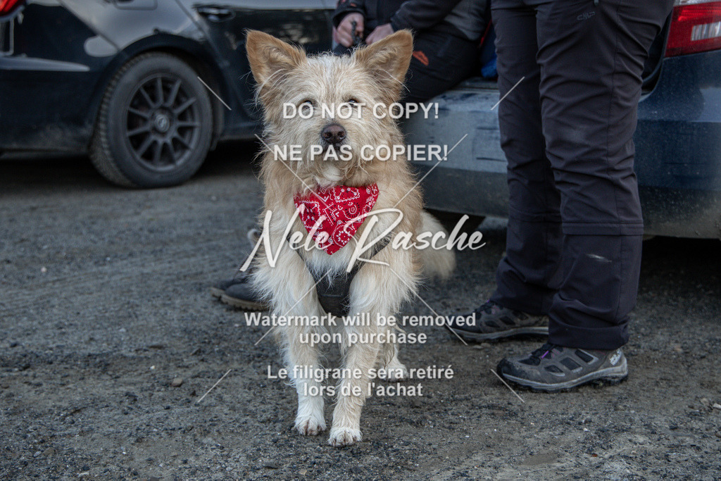 NR__0104-2 | nelerasche