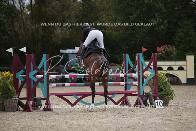 1J2A0787Britta Braunert_ Convolto PS_ Kn289_ Havekost | Foto- und Videografie für alles rund ums Pferd. Hochwertige Bilder und Videos vom Spring- und Dressurreiten, Voltigieren & mehr. Jetzt aktuelle Veranstaltungen und Preise im Shop ansehen. - Realisiert mit Pictrs.com