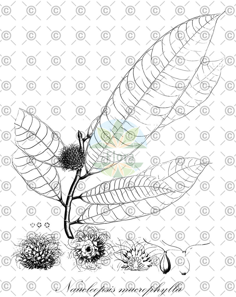 HistAbb_wfo-0000379509_1_ENZY_Simple | Historische Abbildung von Naucleopsis macrophylla - Moraceae | Historical Illustration of Naucleopsis macrophylla - Moraceae