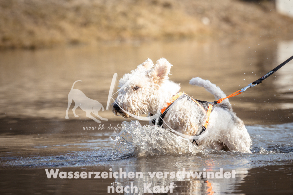 1159_ZZ97889 | kk-dogfotos