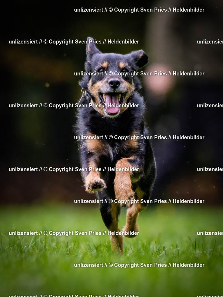 Sven Pries | 2024-10-19 - Hunderennen Ober-Grombach - Realisiert mit Pictrs.com